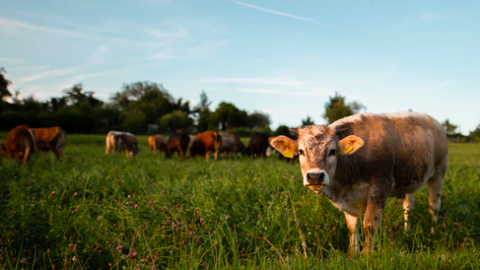 Laat je horen voor een betere toekomst voor dieren in de vee-industrie