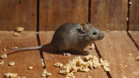 Het wordt kouder: muizen en ratten zoeken beschutting