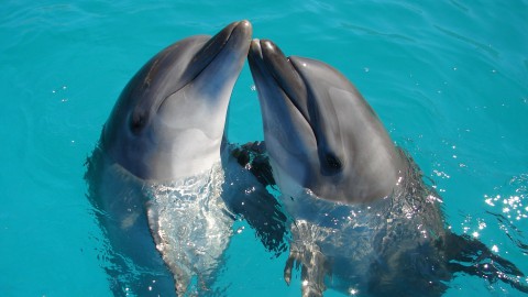 Samen sterk voor dolfijnen