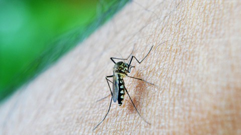 Actiegroep tegen exotische muggen vraagt weer aanpak bandenbedrijven 