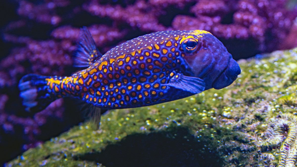 Bijzondere vissen die zijn ontdekt in de oceaan