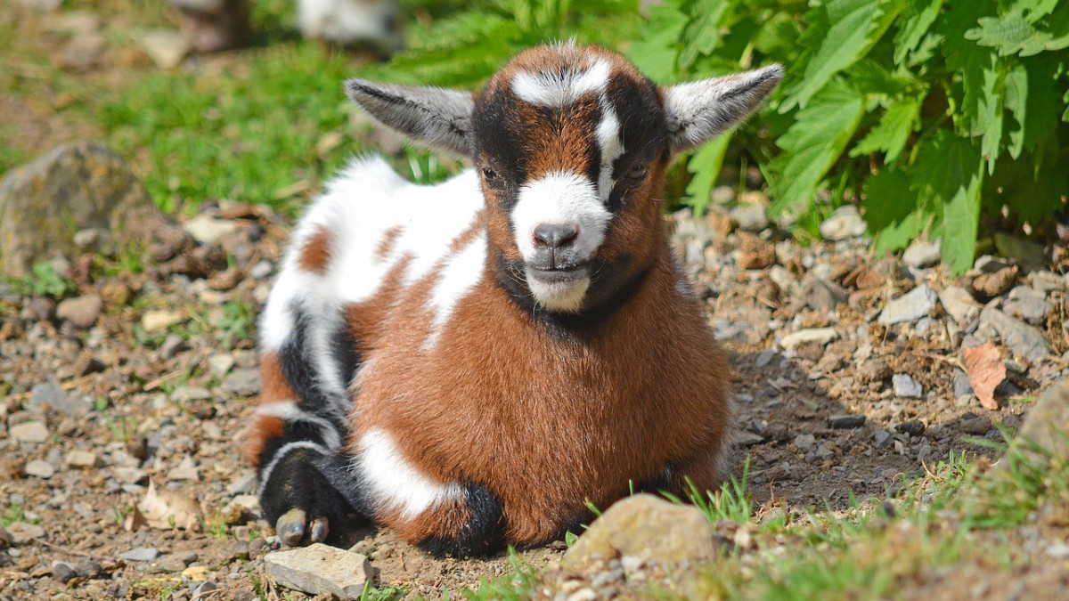 Kaatje kip op de kinderboederij