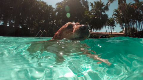 Sluiting zwemseizoen De Wijzend in Zwaag met hondenplons