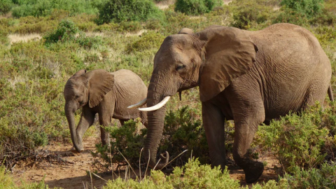 Bijzonder gewond olifantje vindt nieuwe familie